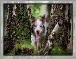 Border collie, Brzoza