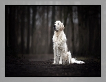 Pies, Golden retriever