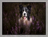 Mordka, Pies, Border collie, Wrzosy