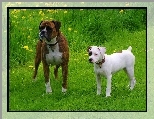 Amstaff, Bokser, Dwa, Psy