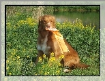 Retriever z Nowej Szkocji, medal