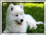 Samojed, Słodki, Szczeniaczek, Łąka