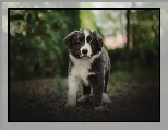 Szczeniak, Pies, Border collie