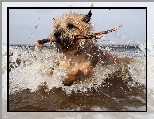 Patyk, Cairn Terrier, Pies