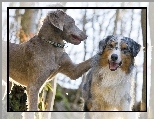 Wyżeł weimarski, Owczarek australijski, Australian shepherd